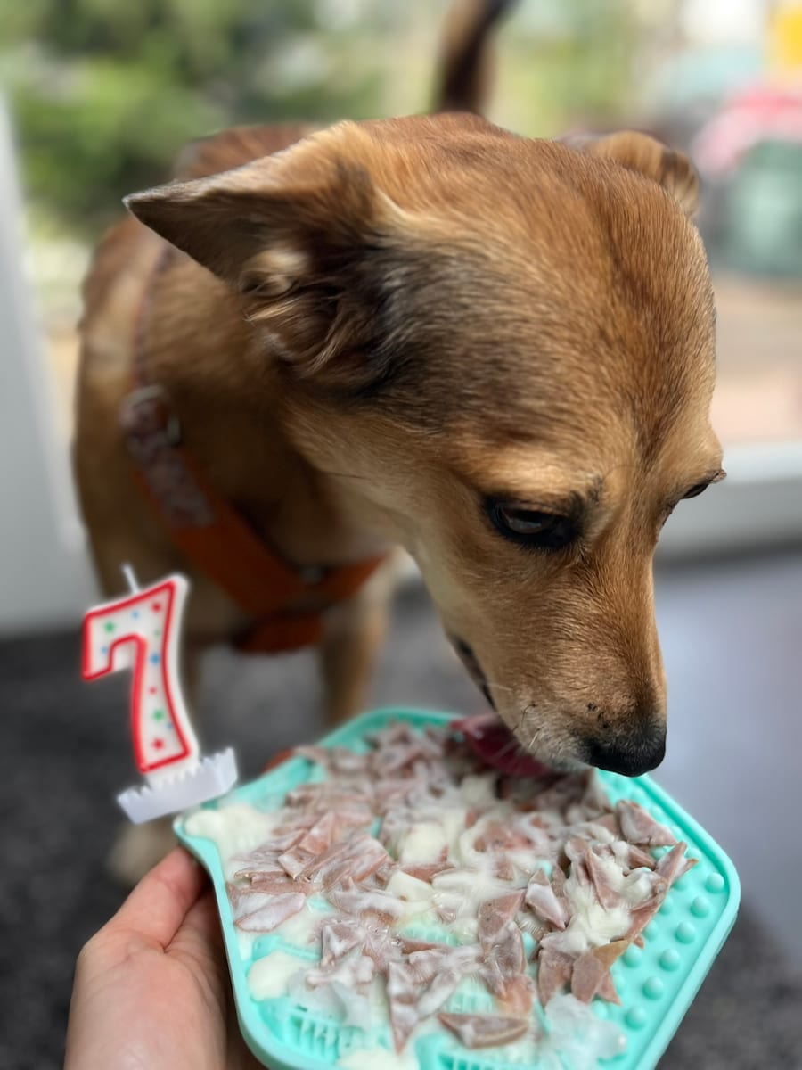 Hund feiert seinen Geburtstag mit Kuchen und seinen Freunden