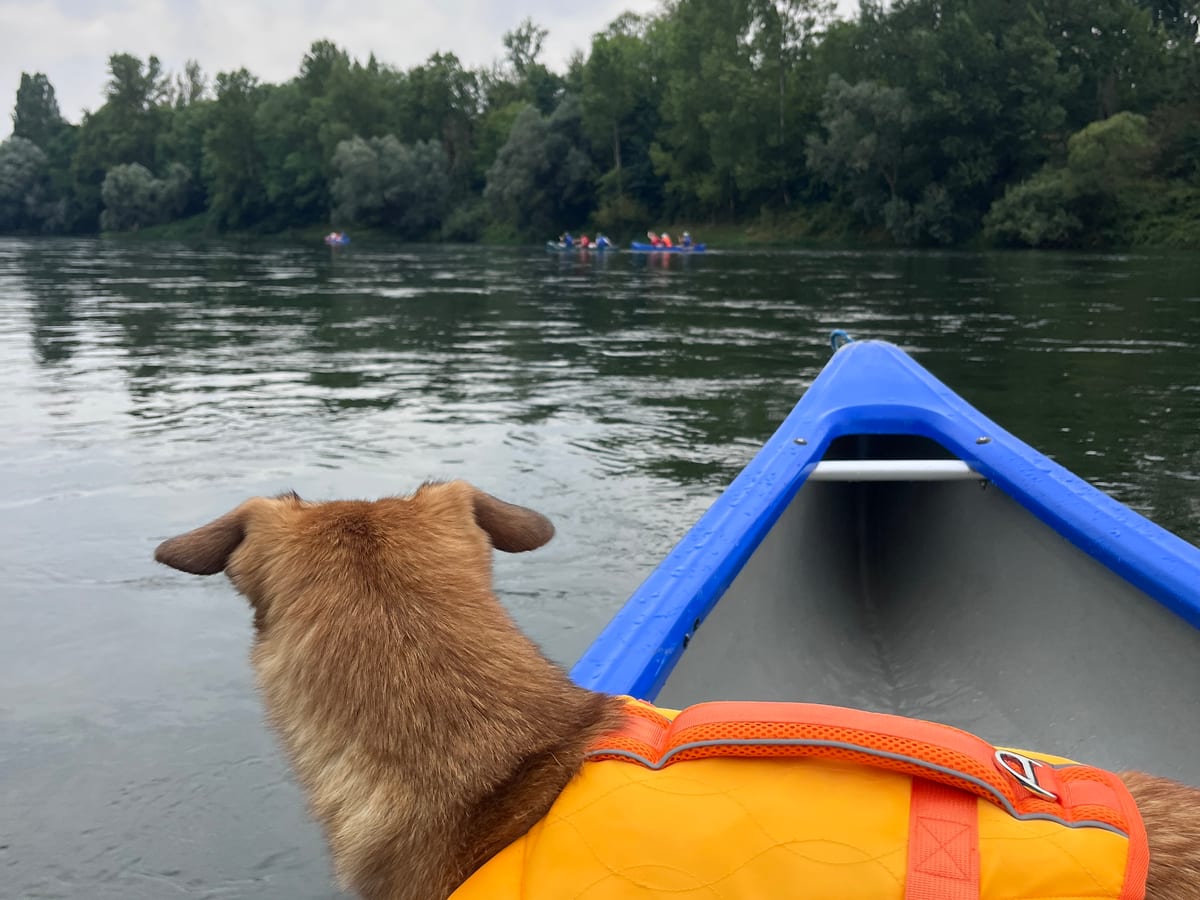 Hund auf einem Paddleboard mitten auf einem Bergsee