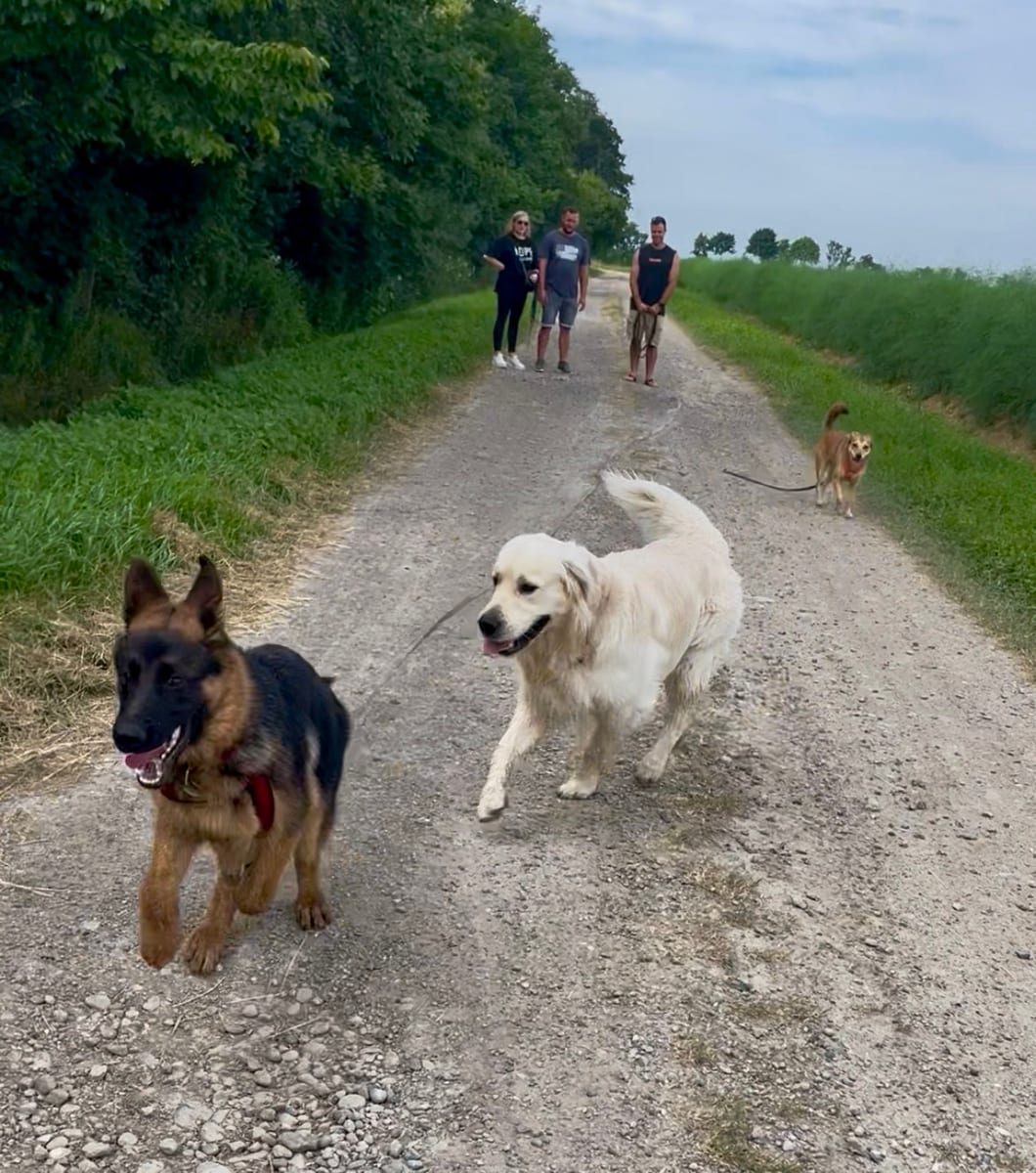 Gruppe von Hunden und Menschen auf einem gemeinsamen Spaziergang in der Natur