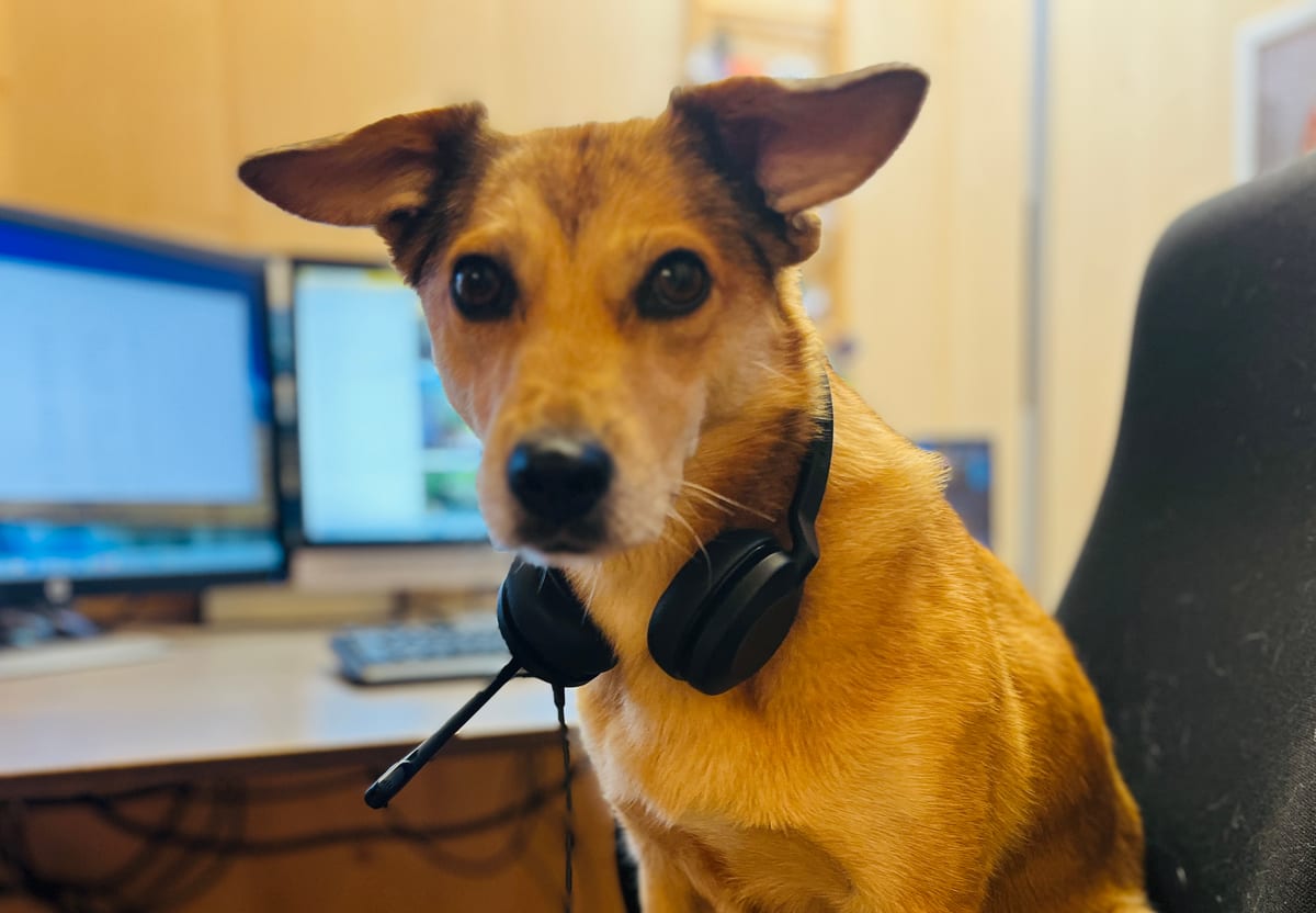 Hund und Mensch in Verbundenheit in einer Outdoor-Umgebung