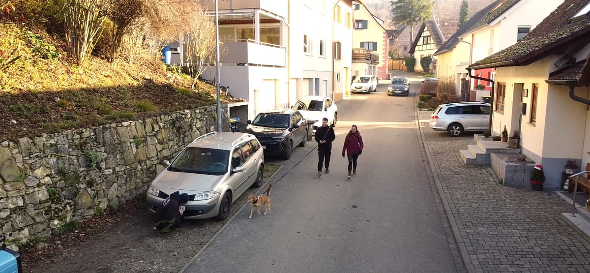 Hund im Geschirr folgt an der Leine einer Geruchsspur