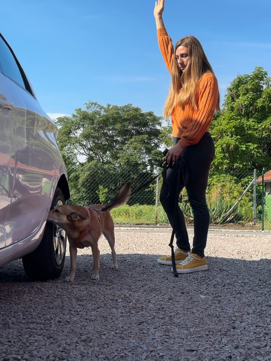 Konzentrierter Hund sucht einen versteckten Geruch in Behältern