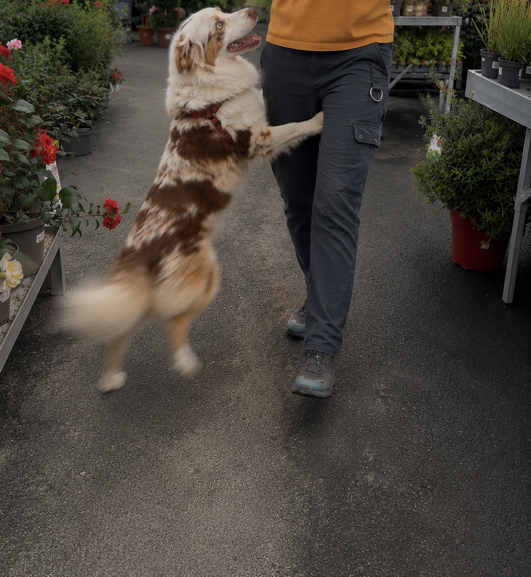 Aska working on jumping up at guests and passers-by