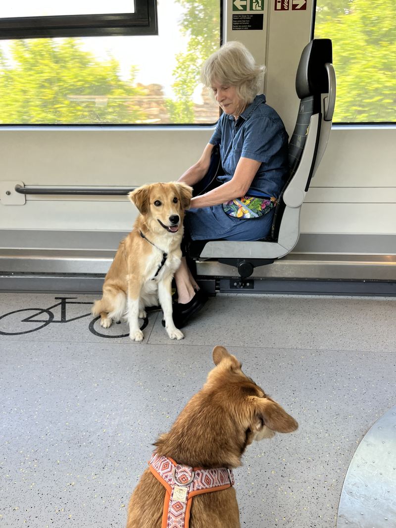 Finn lying in the train at Karin’s feet, on his first journey