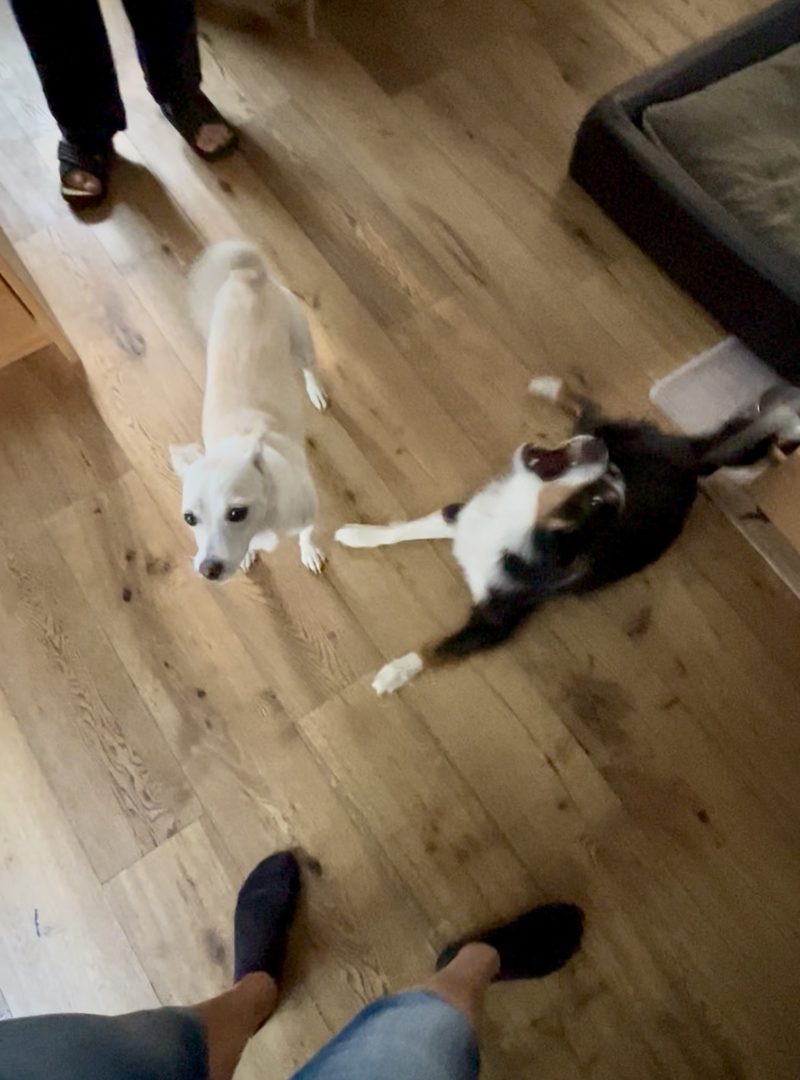 Tony and Nelly, two dogs, working on barking at the door