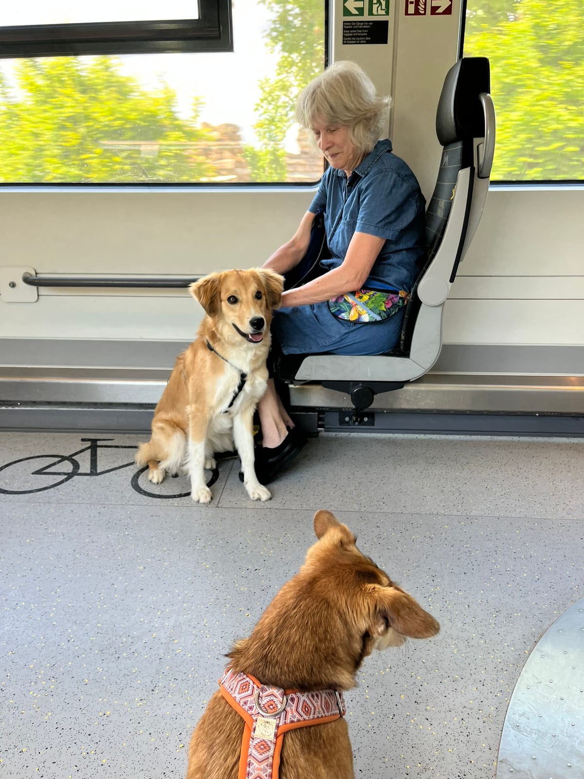 Gruppe von Hunden und ihren Menschen auf einem begleiteten Spaziergang