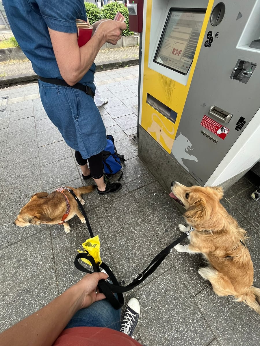 Ein Welpe und eine Hündin warten geduldig beim Ticketkauf