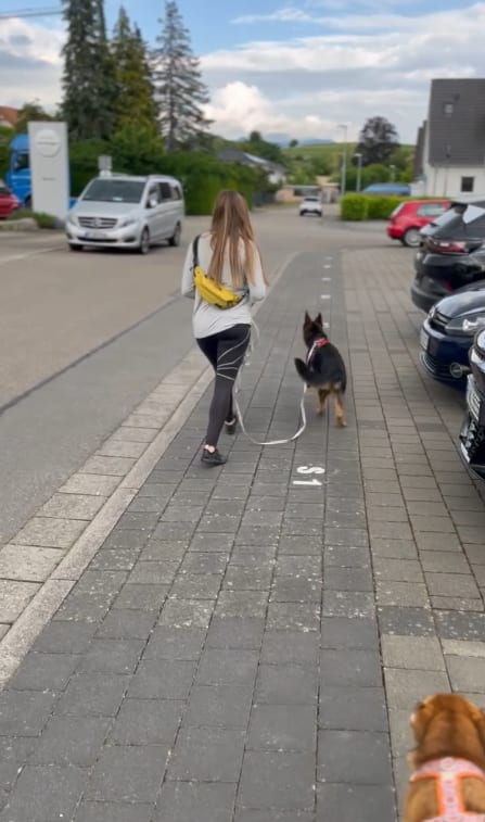 Erster Stadtspaziergang für diesen Welpen