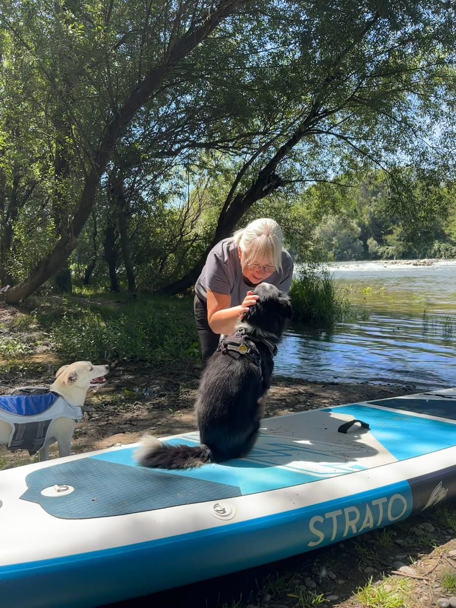 Hund steht auf einem Paddleboard nahe am Ufer