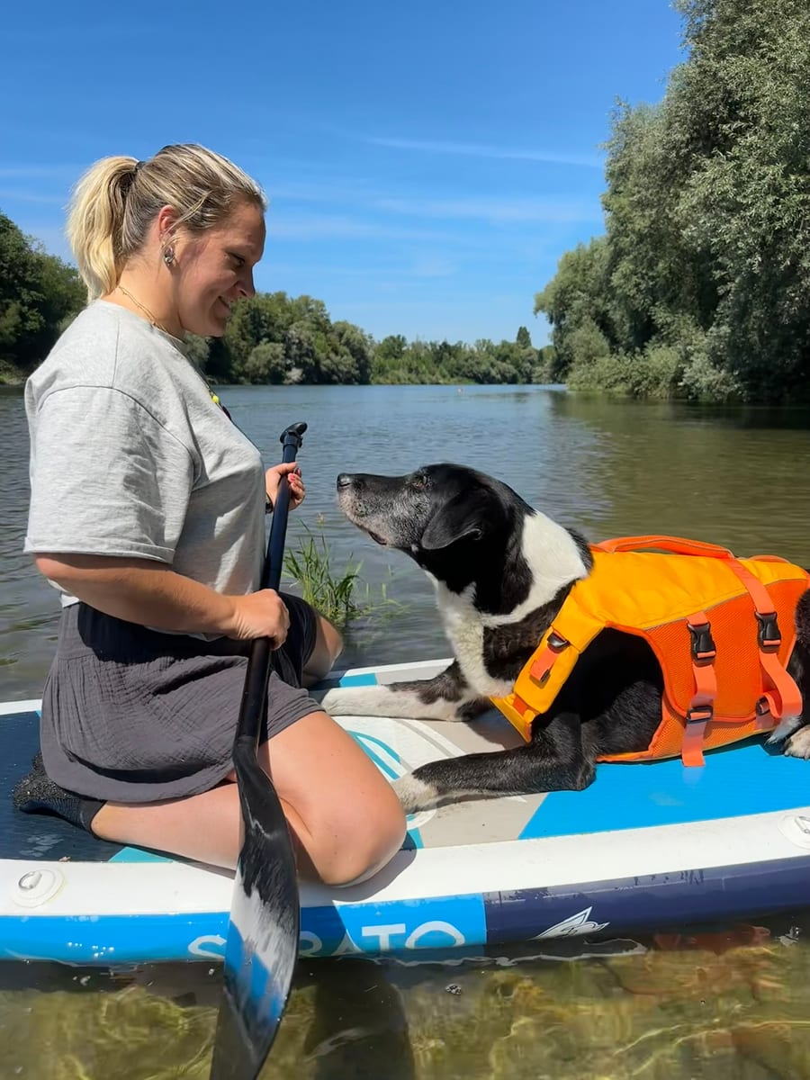 Hund mit orangefarbener Schwimmweste auf einem Paddleboard