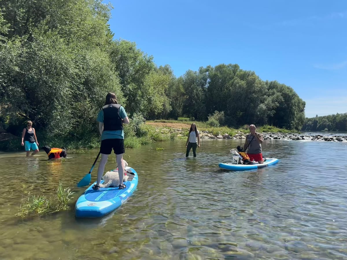 Mehrere Paddleboards mit Hunden hintereinander auf ruhigem Wasser