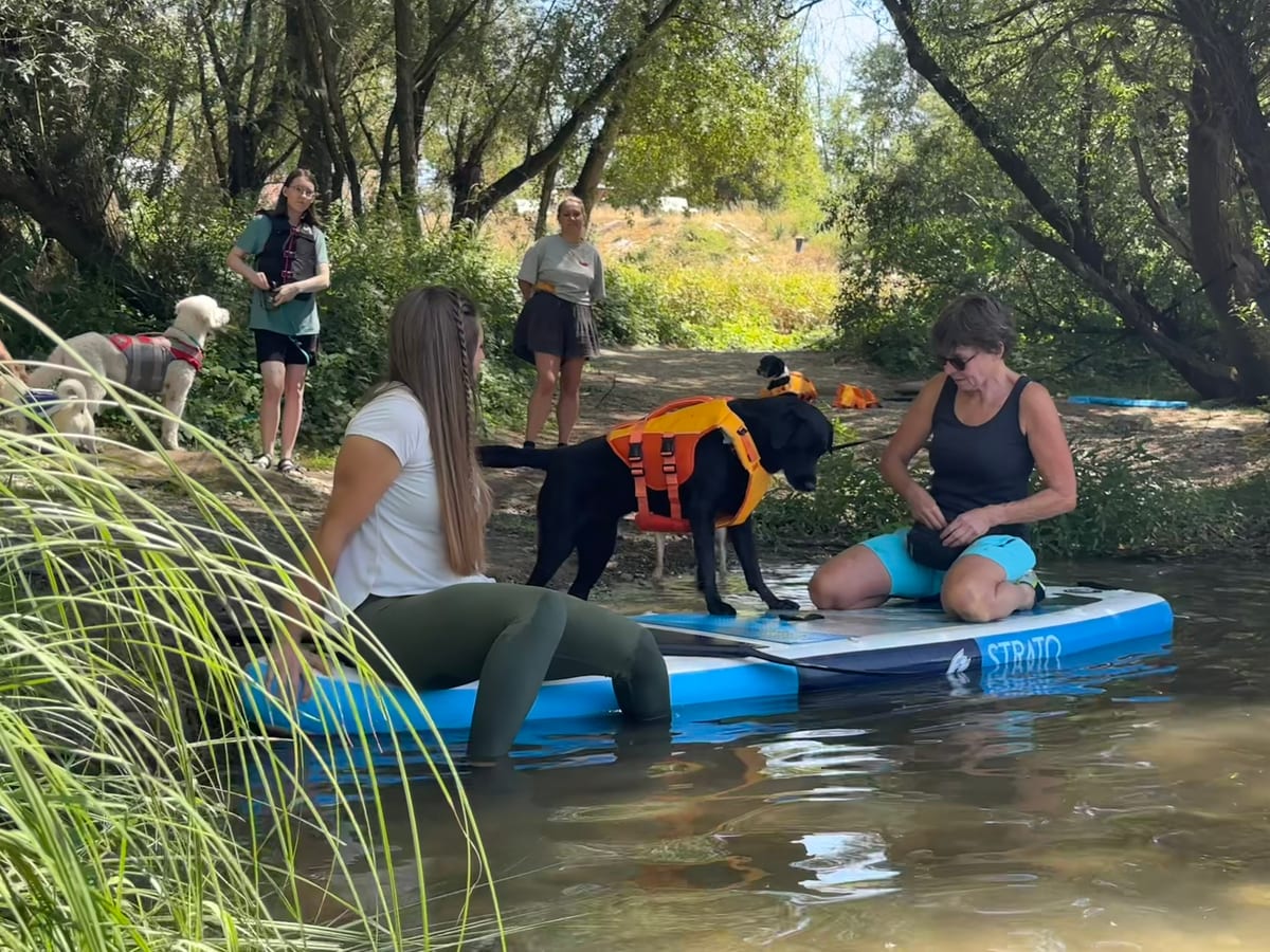 Mensch-Hund-Team entdeckt das Paddleboard am Wasser