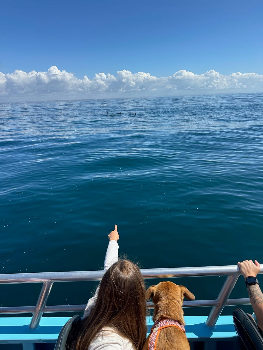 Laure und Lina beobachten Delfine vom Boot aus